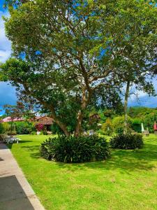 a tree in a park with grass and bushes at Hotel CSI Llanogrande in Rionegro