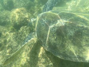 a green sea turtle swimming in the water at Aurora Echo Villa in Matara
