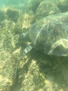 a green sea turtle swimming in the water at Aurora Echo Villa in Matara