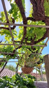 una planta en una canasta colgando de un árbol en Casita El Parral II, en Puntagorda