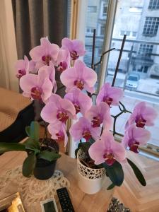 a group of pink flowers in vases on a table at Apartman NK in Nikšić