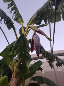 a banana tree with a purple flower on it at Agriturismo Isidoro in Fertilia