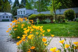 a bunch of yellow and orange flowers in a yard at Outside Inn in Nevada City