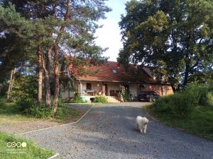a white dog standing in front of a house at Tőckés Vendégház in Pankasz