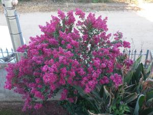 En have udenfor La Casa di Nonna Romina + 1 billede