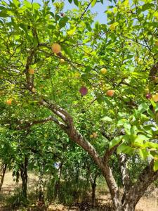 Zahrada ubytování Cuore Verde del Cilento