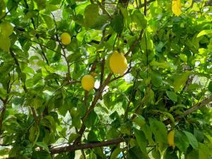 Zahrada ubytování Cuore Verde del Cilento