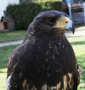 un pájaro negro está de pie en la hierba en Pension und Falknerei an der alten Schmiede en Bernstadt