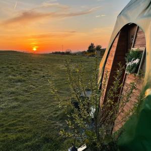 un arbre devant une tente dans un champ dans l'établissement Pant y Rhedyn Glamping and camping site, à Abergele