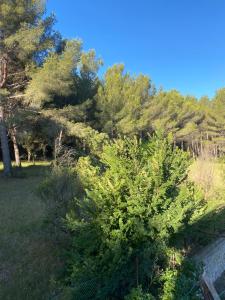 un árbol en un campo con árboles en el fondo en La cigales, en Martigues