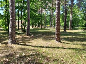 a group of trees in a field with grass at Camping Onlycamp Les Pins in Nançay