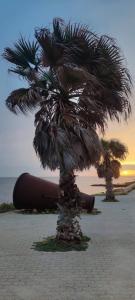 dwie palmy na plaży w pobliżu oceanu w obiekcie Ad un passo dal Mare w mieście Petrosino