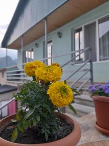 einen Topf gelber Blumen vor einem Haus in der Unterkunft Kera Guest House in Kazbegi