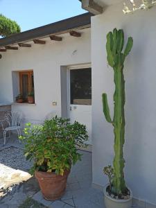 Un cactus dans deux grands pots à côté d'une maison dans l'établissement Casa La Gardenia, à Torre del Lago Puccini