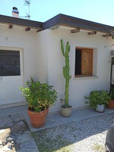 un cactus assis devant une maison avec des plantes dans l'établissement Casa La Gardenia, à Torre del Lago Puccini