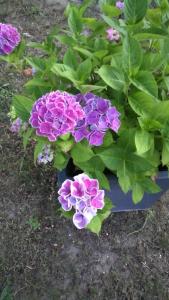 Gallery image of La Quercia in Cavallino-Treporti