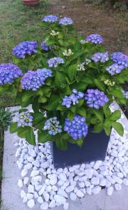 Gallery image of La Quercia in Cavallino-Treporti