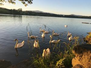 un grupo de cisnes blancos nadando en un lago en Lakeside Lookout Bantry, en Cork