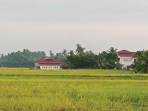 a rice field with houses in the background at Kurau Inn Farmstay in Kuala Kurau