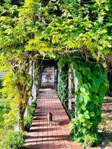 a dog walking down a brick walkway with vines at King River Cottage in Moyhu