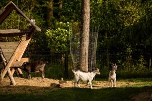 Zvieratá v ubytovaní bed & breakfast alebo blízkom okolí