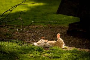 Zvieratá v ubytovaní bed & breakfast alebo blízkom okolí