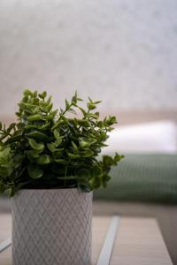 uma planta num vaso branco sentado numa mesa em Dragonfly affittacamere em Motta Montecorvino