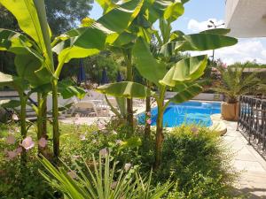 a garden with plants and a swimming pool at Hotel Feniks in Lozenets