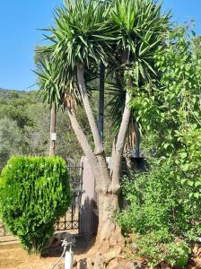 una palmera frente a un edificio con una puerta en PARADISE, en Dhaskalión