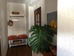 a hallway with a plant in the corner of a room at Casa Santa Ana in Pontevedra +5 photos
