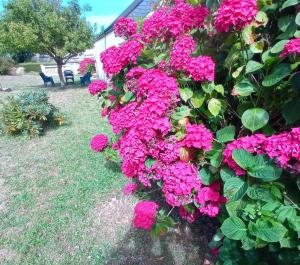 een bos roze bloemen op een struik bij L’Apazys in Saint-Cast-le-Guildo