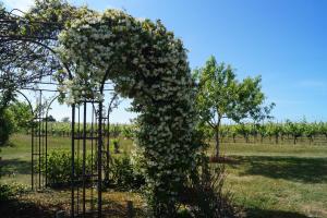 a pergola covered in white flowers in a field at Chateau Le Livey in Saint-Pierre-dʼAurillac
