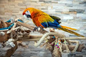 a colorful parrot sitting on a piece of rope at Mahalo Diamond Beach Resort in Wildwood Crest