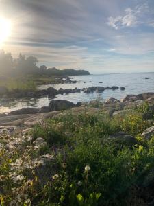 a view of the ocean with rocks and flowers at Lahemaa Glamping in Viinistu