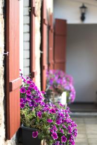 a bunch of purple flowers on a window sill at Ferienwohnung Vogelschar Urlaub auf dem Lebenshof in Kiebitz