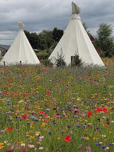 three white tents in a field of flowers at Landgoed Omorika in Ravels