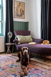 Nagykónyi的住宿－Berky Kúria - Stylish cottage in the Hills of Tolna for 16people，客厅里一只棕色的狗坐在地毯上