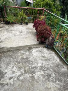 Zahrada ubytování Vilma's Homestay
