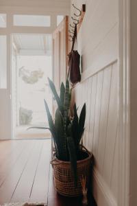 uma planta num cesto numa parede em The Allotment Albany - Centrally Located Cottage in Old Albany em Albany