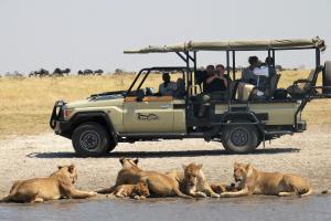 un grupo de leones tirados en el agua junto a un vehículo en Ghoha Hills Savuti Lodge en Savuti