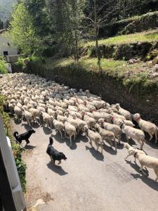 Zdjęcie z galerii obiektu Le Moulin de Bouzigue w mieście Valleraugue