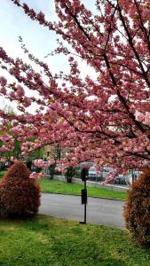 a tree with pink flowers on a street at San Siro Arty and Cute Room - homestay con bagno privato in Milan