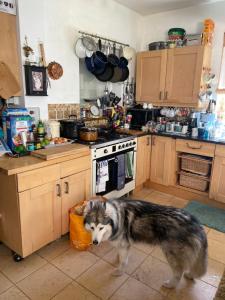 um cão está de pé numa cozinha em Comfy Cosy Room Tv fridge microwave em Upton