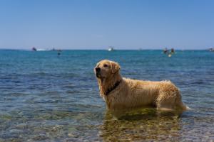 a dog standing in the water on a beach at Terra Park Phalaris in Novalja