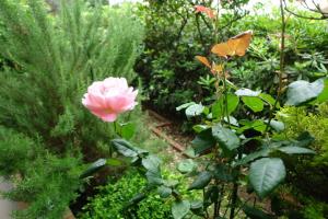 a pink rose is growing in a garden at Wisteria in Tivat