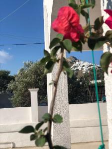 una rosa roja en un jarrón junto a una pared en Al Mare Skyros, Fully-equipped house en Skyros