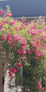 een bos roze rozen die aan de muur groeien bij La Cour Du Puits Chambre Victor in Cormeilles