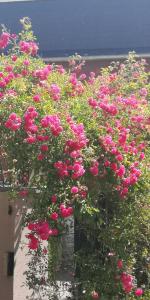 a bunch of pink roses growing on a wall at La Cour Du Puits Chambre Rooibos in Cormeilles
