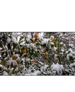 an orange tree is covered in snow at Geo Kutaisi in Kutaisi