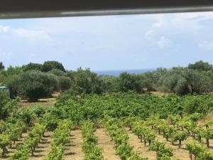 Gallery image of Villa Sorina Kefalonia in Svoronata +104 photos
